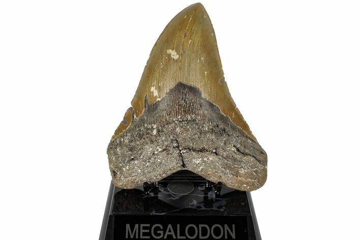 5.59" Fossil Megalodon Tooth - North Carolina